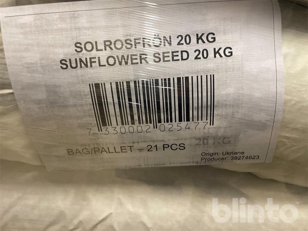 Solrosfrön - Bello | Blinto auktioner